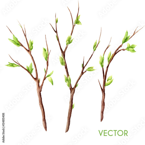 Hand drawn vector watercolor spring tree branches set isolated on white. Twigs with buds and leaves. 