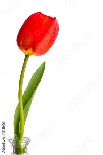 Tulip isolated on white background photo