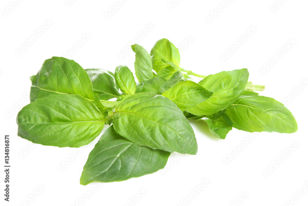 Basil leaves on a white background isolated. Basil leaves on a white background isolated.