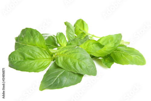 Basil leaves on a white background isolated.