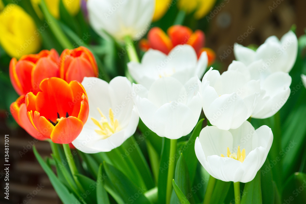 Fototapeta premium Tulips flower
