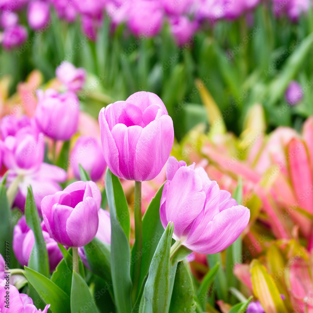 Fototapeta premium Tulips flower