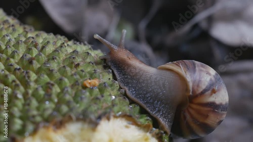 Land snails crawling on jackfruit after finish eating it photo