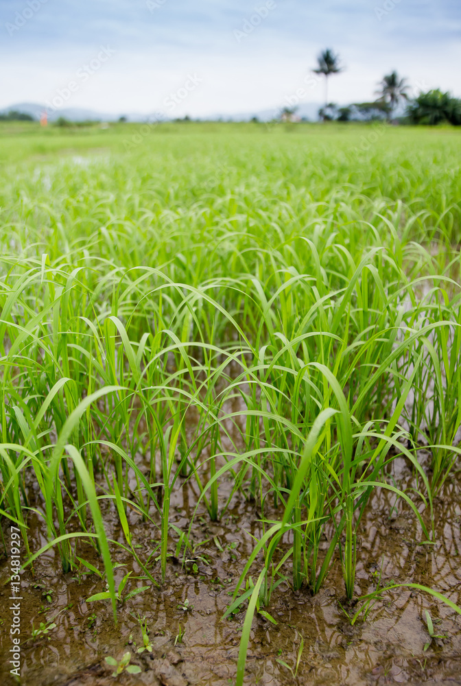 Obraz premium rice plant