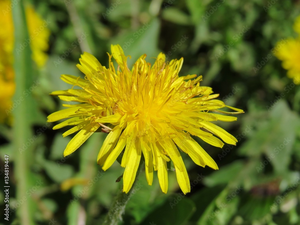 bright cheerful yellow flower of the dandelion bright cheerful yellow flower of the dandelion