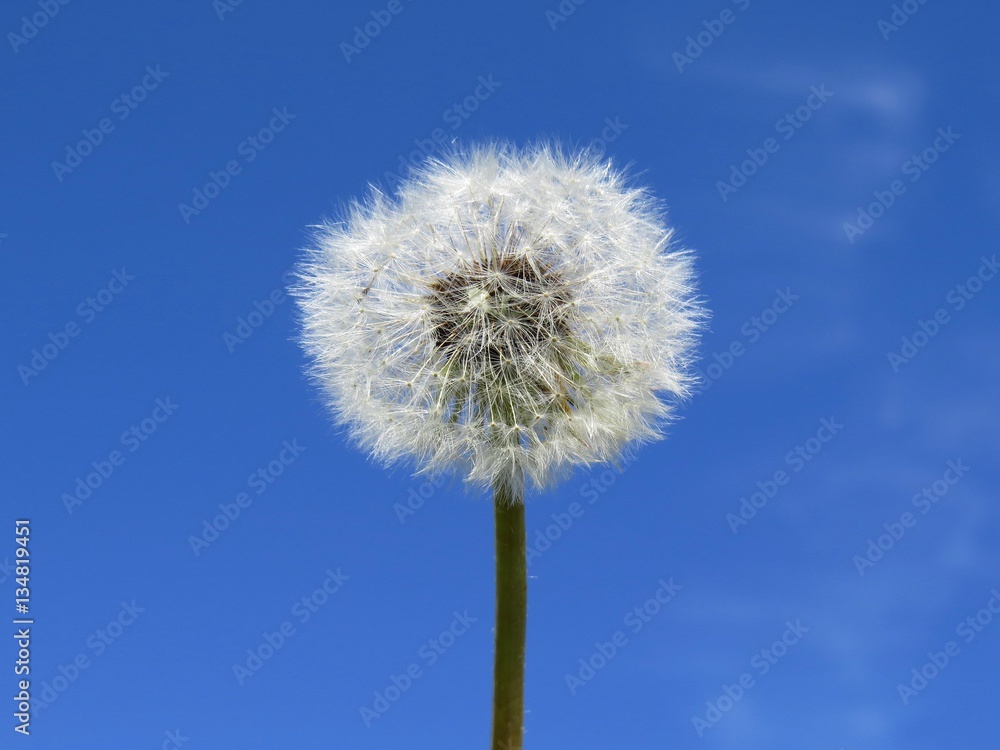 fluffy dandelion on blue sky background