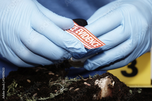 Sealing of fly larva in glass on crime scene by criminologist 