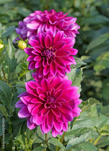 Dahlien  Dahlias