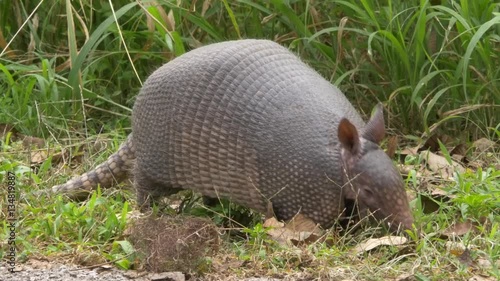 Armadillo Digs for Food, 4K