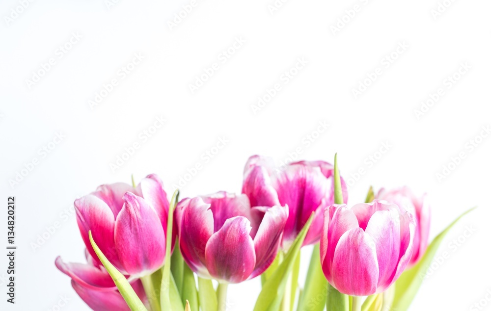Fototapeta premium Beautiful two colored tulips close up on white background