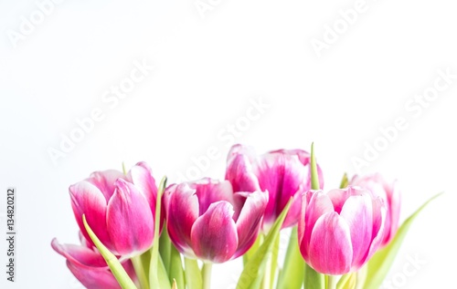 Fototapeta Naklejka Na Ścianę i Meble -  Beautiful two colored tulips close up on white background