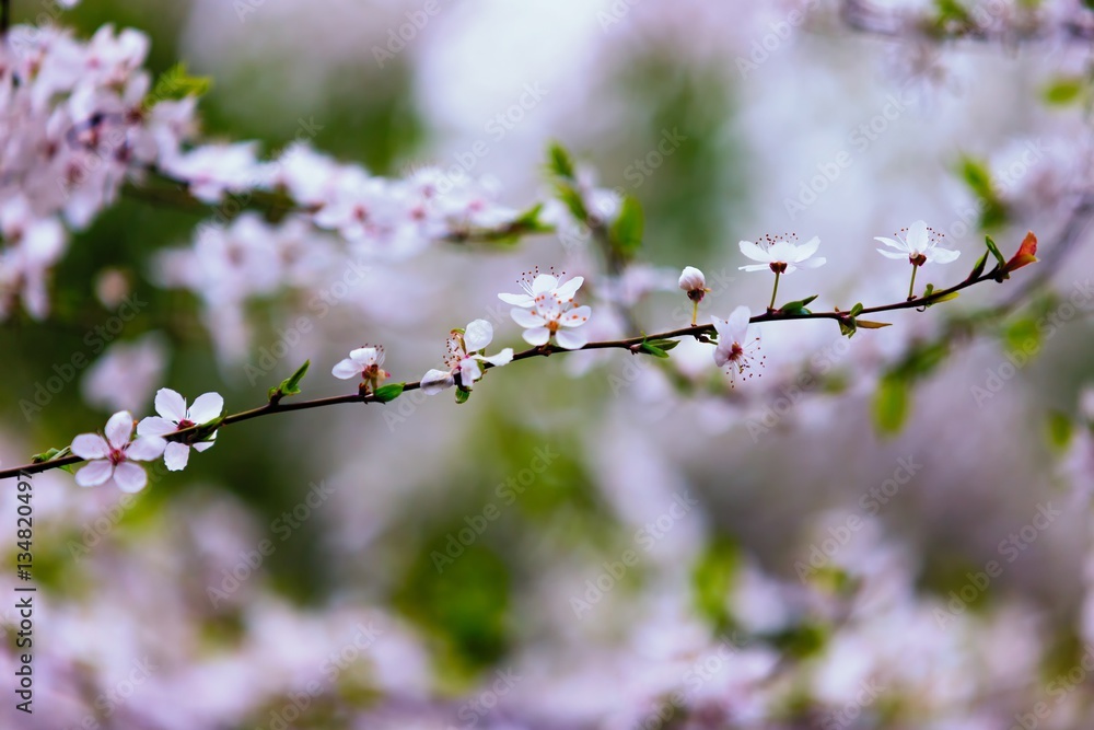 White blooming cherry in springtime White blooming cherry in springtime