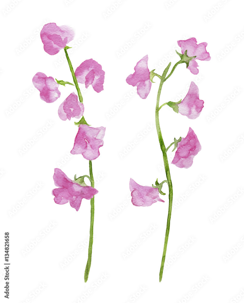 ピンク色のスイートピー 水彩イラスト Stock Illustration Adobe Stock ピンク色のスイートピー 水彩イラスト Stock Illustration Adobe Stock