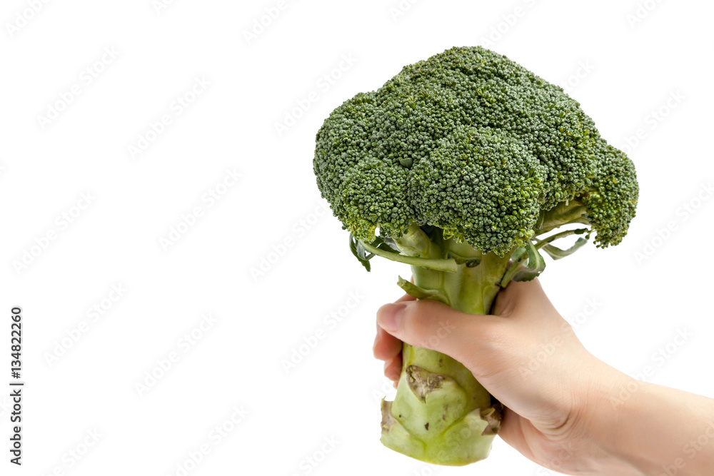 Hand holding broccoli on white background isolated