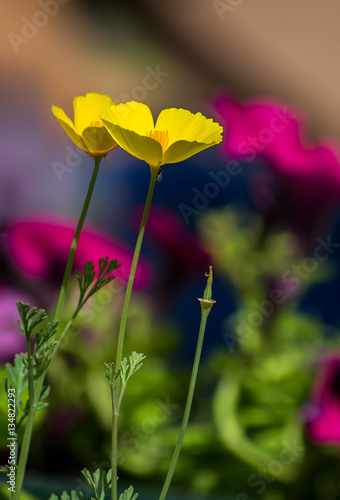 Lovely gentle garden flowers, yellow on purple background. Thin delicate yellow flower, bright summer day © beletskaya18