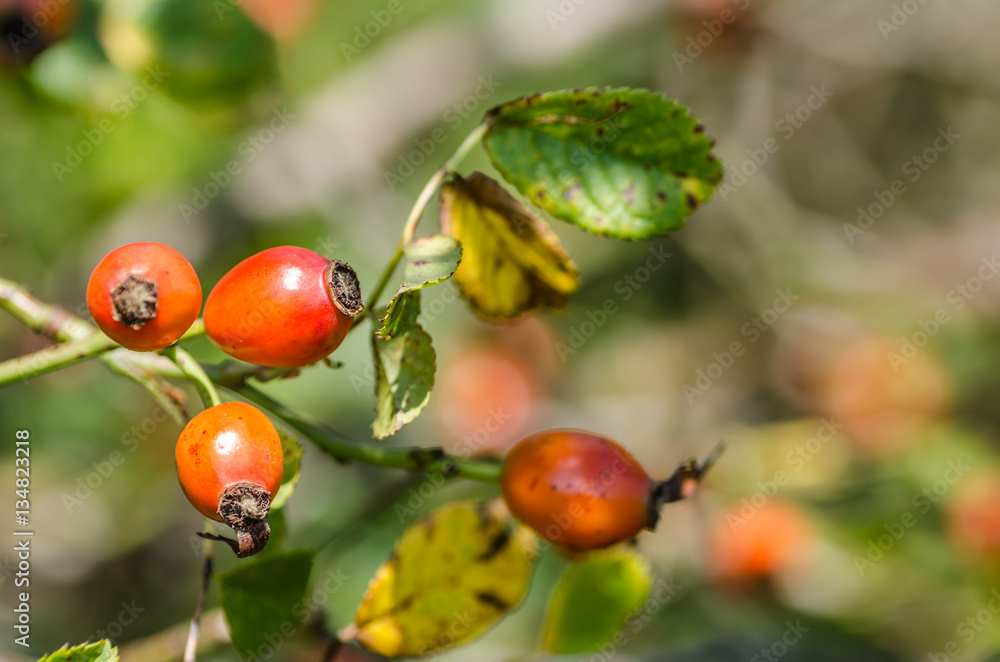 hagebutten im herbst hagebutten im herbst