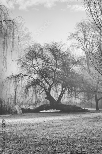 Foto Fallen tree, still growing