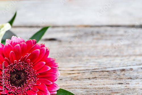 Fototapeta Naklejka Na Ścianę i Meble -  Gerbera flower, frame card for mothers day, women's day, wedding invitation