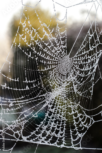 Frosted cobweb