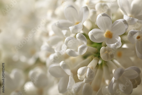 White lilac in sunshine - Syringa vulgaris © Shasim