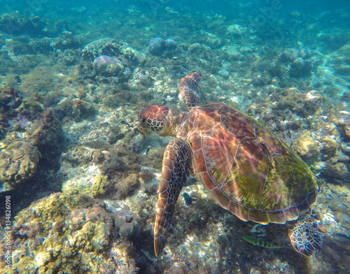 Green sea turtle in wild nature underwater photo © Elya.Q