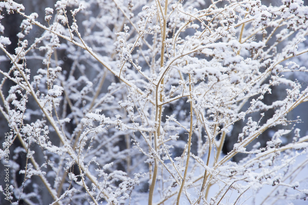 High dry grass under snow High dry grass under snow