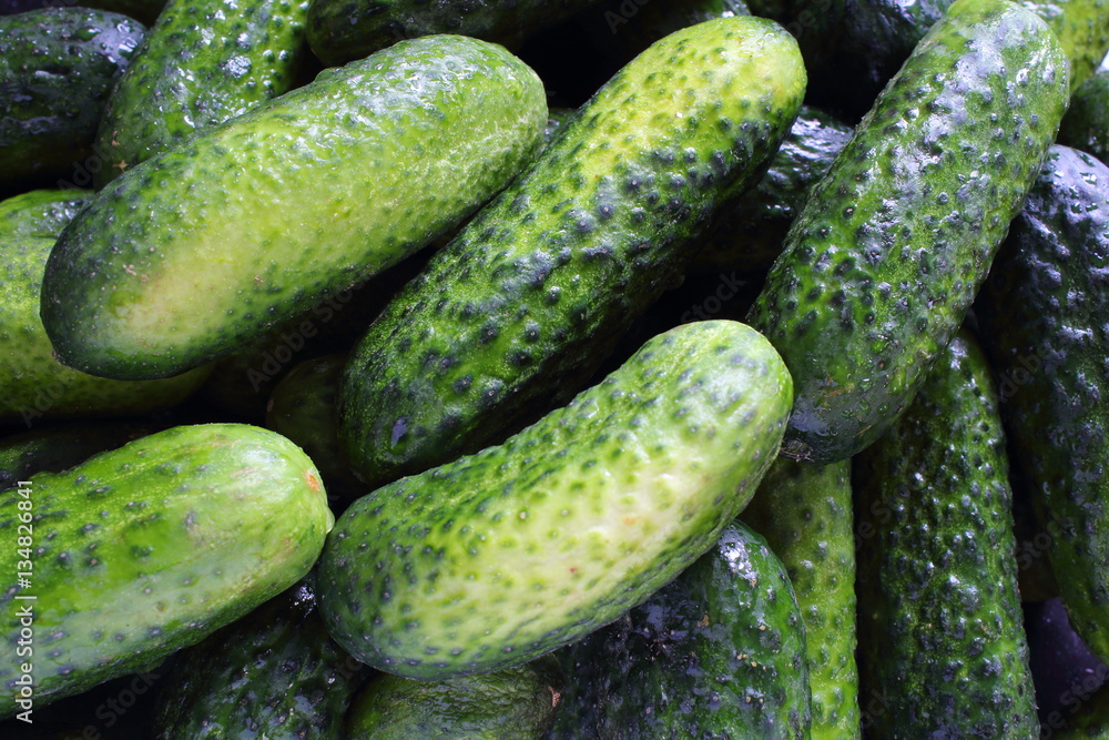 fresh pickling cucumbers closeup food background fresh pickling cucumbers closeup food background