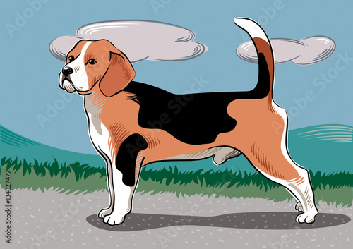 Beagle dog breed, in a landscape