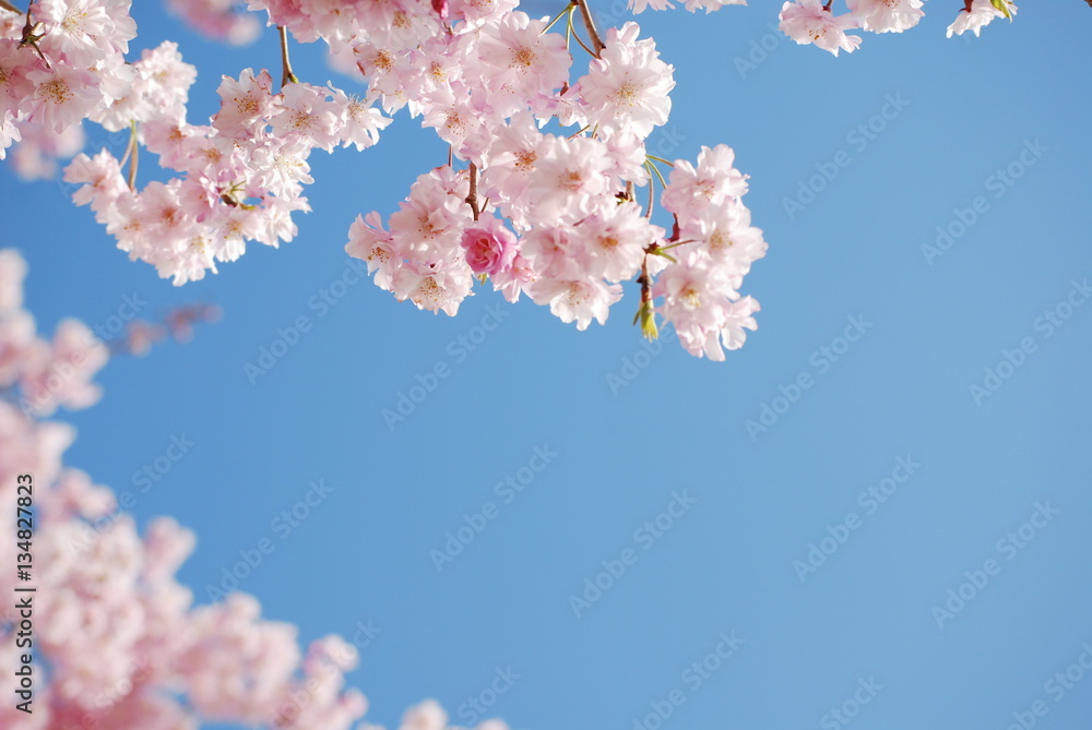 Cherry blossom/枝垂れ桜と青空 Cherry blossom/枝垂れ桜と青空