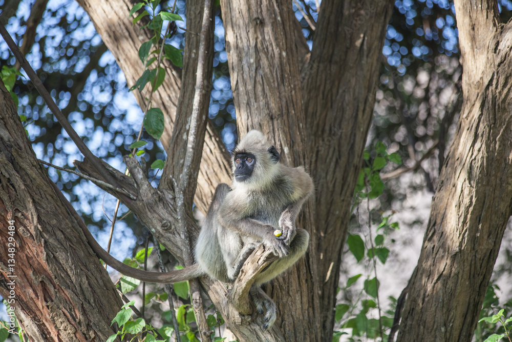 Wild animals - great and beautiful place in paradise. Green trees and ...