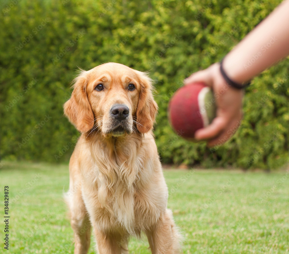 golden retriever playing ball with a kid golden retriever playing ball with a kid