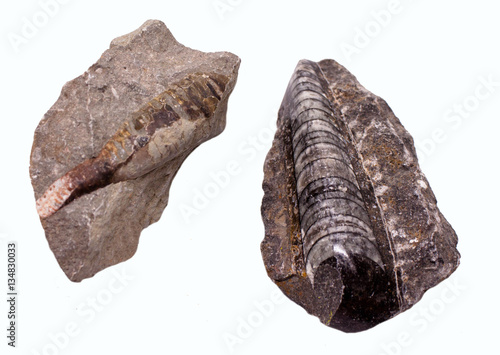 orthoceras fossil  photo