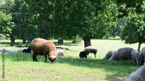 Herd sheep and a black sheep in a meadow 