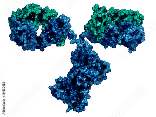 IgG2a monoclonal antibody (immunoglobulin), 3D rendering. Heavy chains blue, light chains green. photo