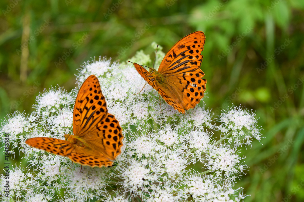 Obraz premium A couple of butterflies posing at a flower top