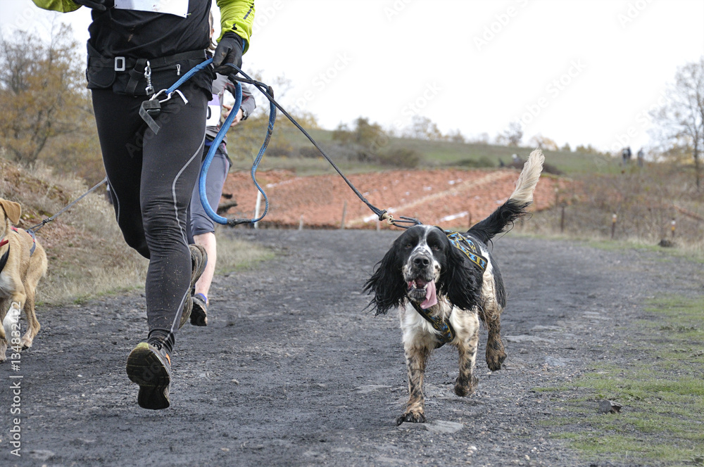 Two athletes and their dogs taking part in a popular canicross race