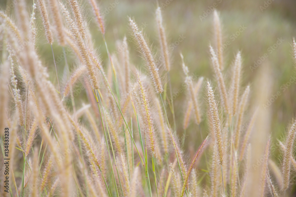 Fototapeta premium close-up of long grass moving in wind. meadow reed background.