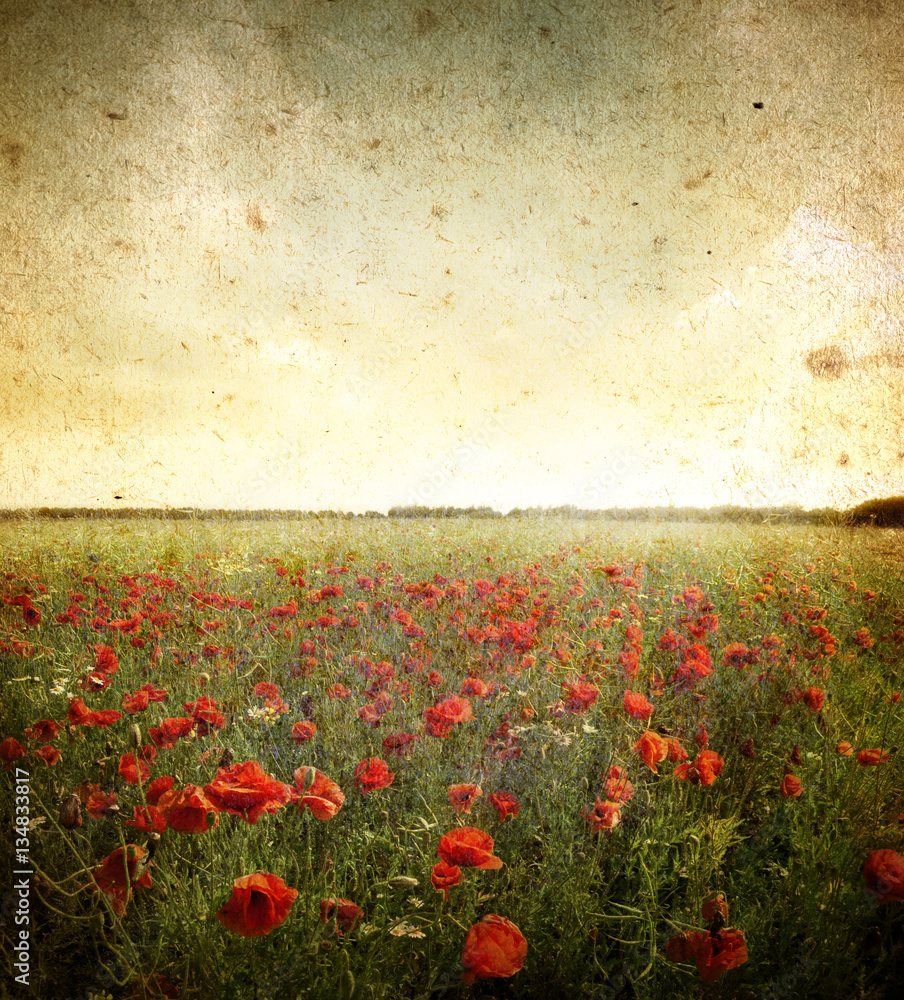 Fototapeta premium grunge poppies landscape