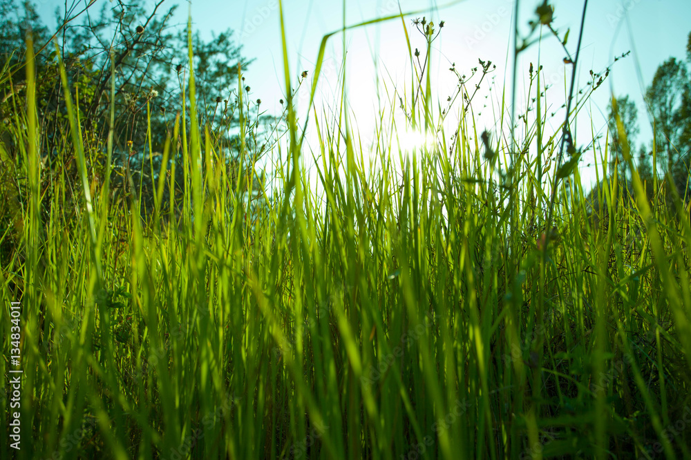 Obraz premium Spring background with grass