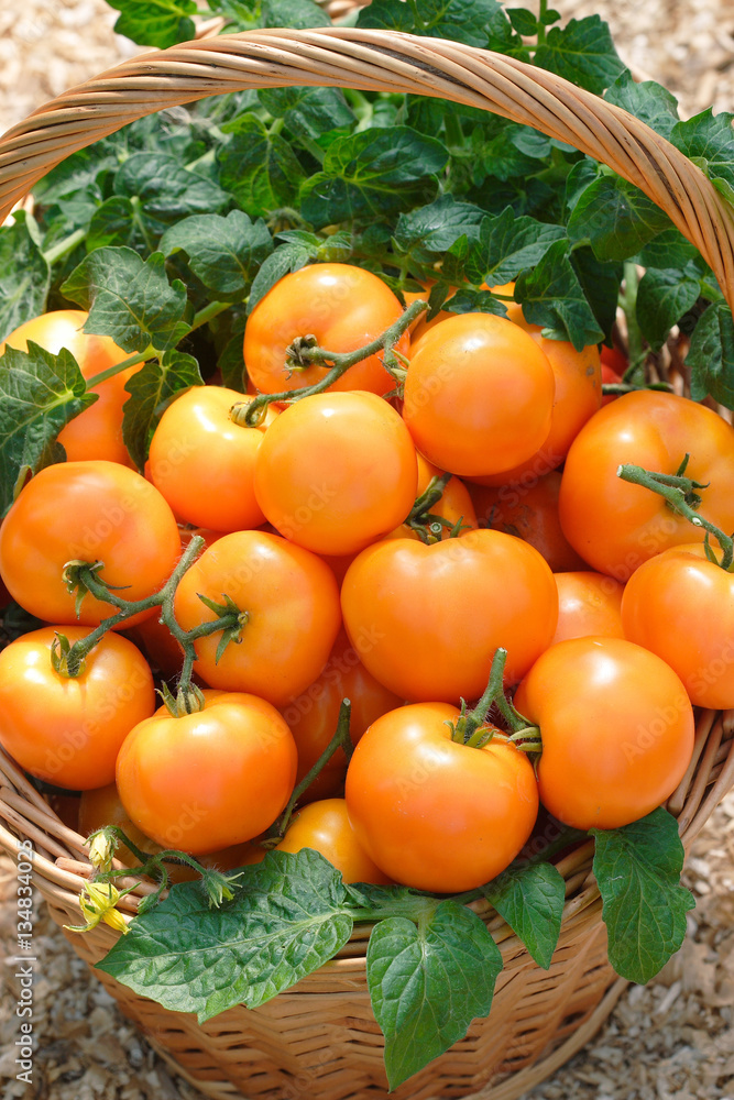 Many orange tomatoes with leaves in a basket