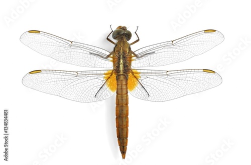 Dragonfly Crocothemis erythraea on a white background