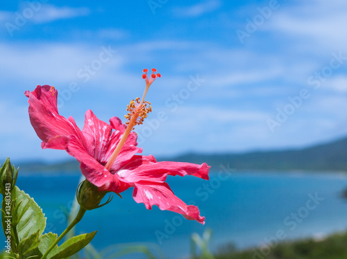 hibiscus and blue ocean in Okinawa　沖縄のハイビスカスと青い海
