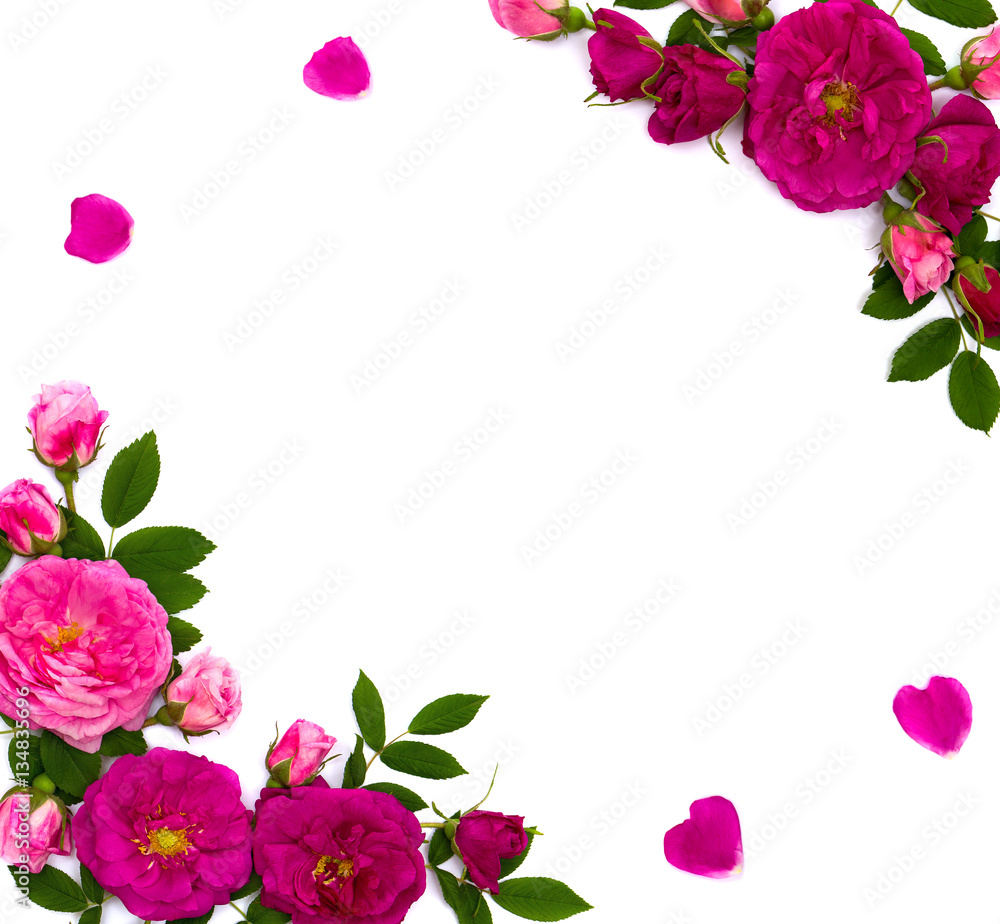 Frame of pink roses (shrub rose) on a white background with space for text. Top view. Flat lay. Frame of pink roses (shrub rose) on a white background with space for text. Top view. Flat lay.