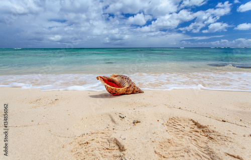 coquillage sur plage de l'île Maurice 