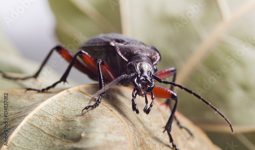 ground beetle © vadim_fl