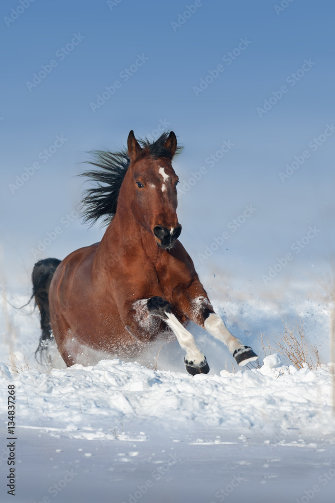 Beautiful bay horse run gallop in snow field Beautiful bay horse run gallop in snow field