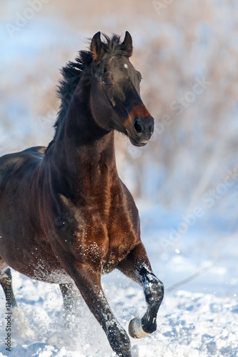 Bay horse portrait in motion in winter snow field