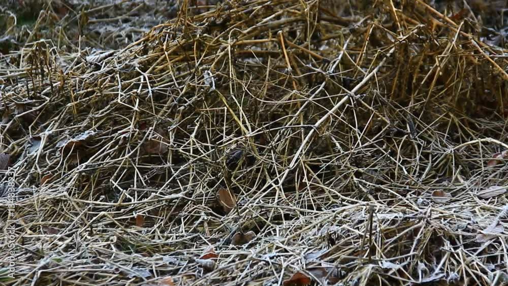 Dried and green frozen grass in first extensive autumn-winter cold. Dried and green frozen grass in first extensive autumn-winter cold.