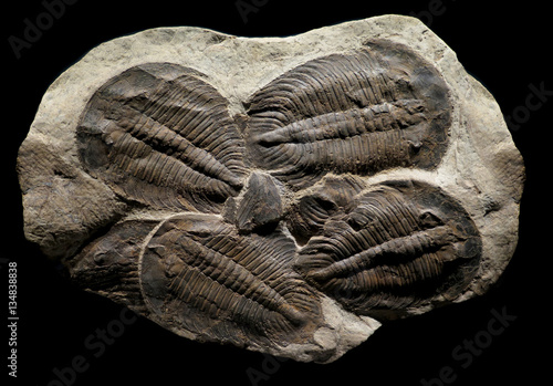 trilobites fossil on rock