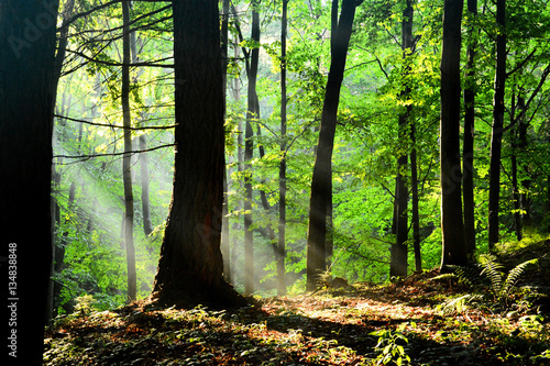 Forest in the Polish Monutains, light after storm. Fot. Konrad Filip Komarnicki / EAST NEWS Krynica - Zdroj 17.07.2015 Promienie swiatla w krynickim lesie.